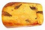 Five Detailed Fossil Caddisflies (Trichoptera) In Baltic Amber #296948-2